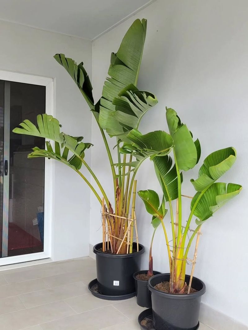 Bird of Paradise (Strelitzia nicolai)