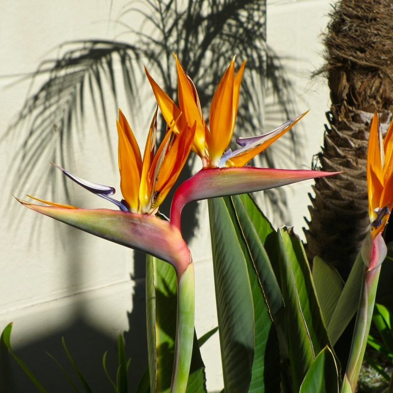 Bird Of Paradise Forms Large Paddle-Shaped Leaves In Bright Rooms