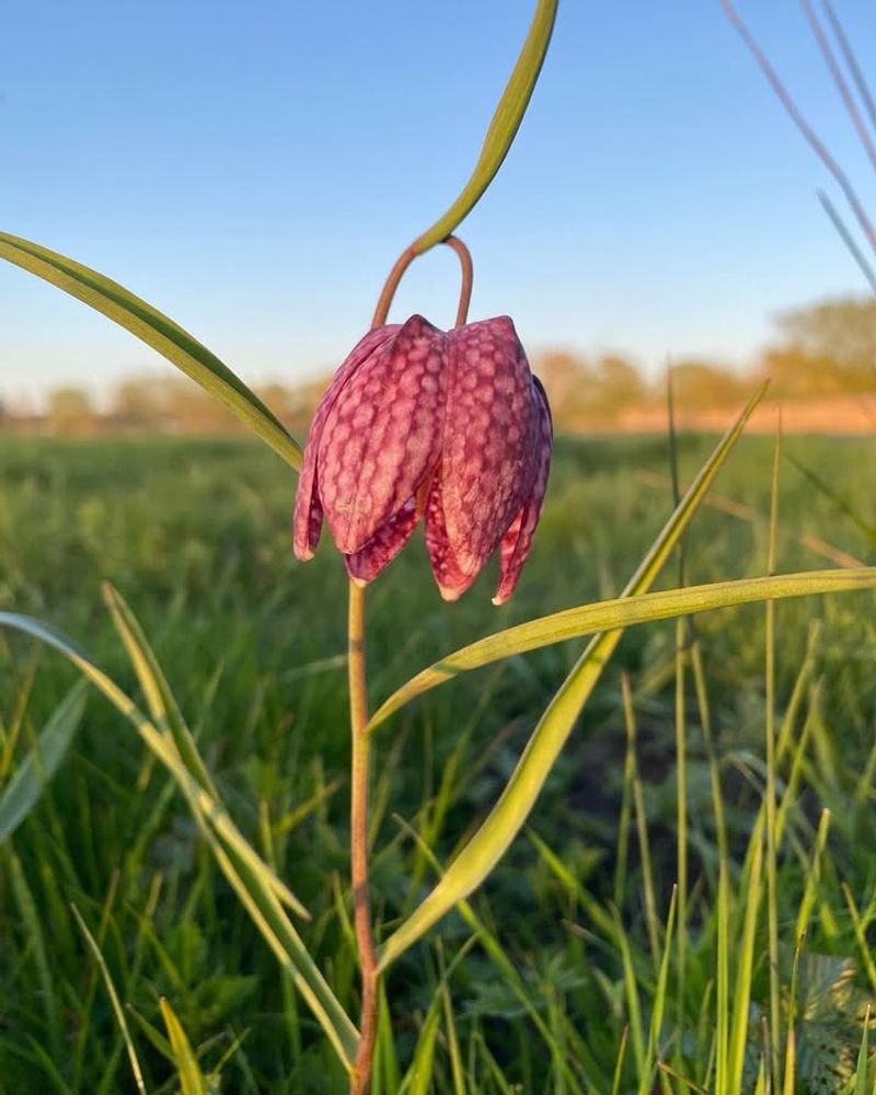 Snake's Head Fritillary (Fritillaria Meleagris)