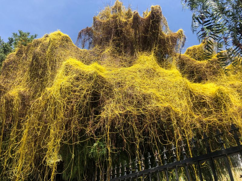 Japanese Dodder (Cuscuta Japonica)