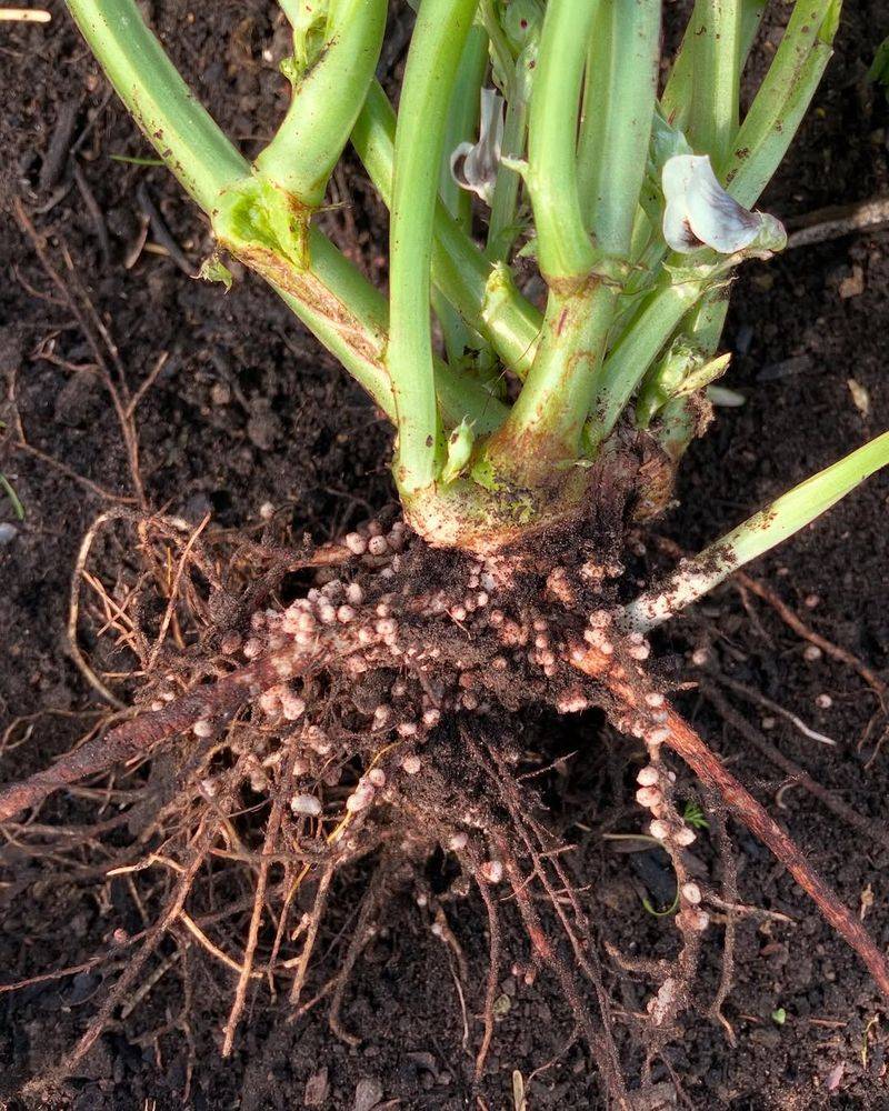 Garden Beans Enrich Soil Through Root Nodules