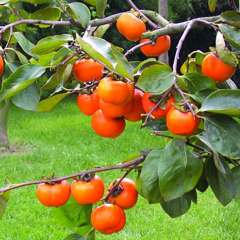 Persimmon Trees Appreciate Preventive Spraying