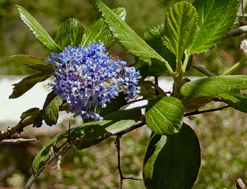 California Lilac (Ceanothus spp.)
