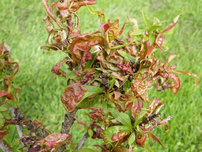 Nectarine Trees Mirror Peach Care Needs