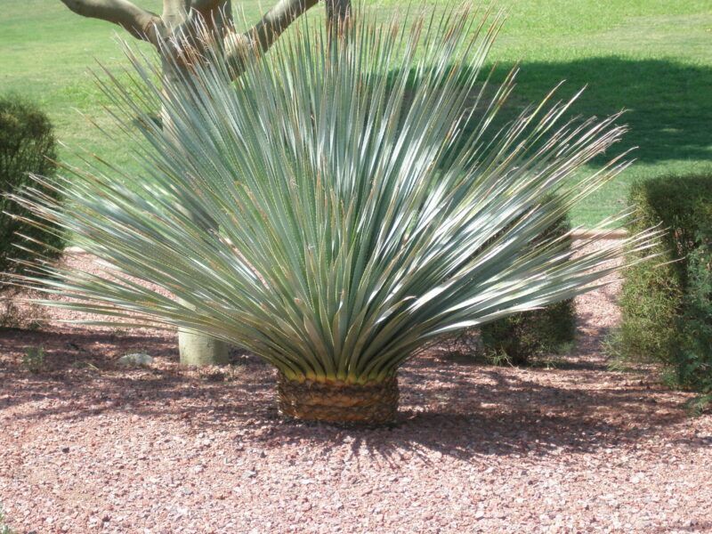 Add Bold Texture Along Paths With Desert Spoon