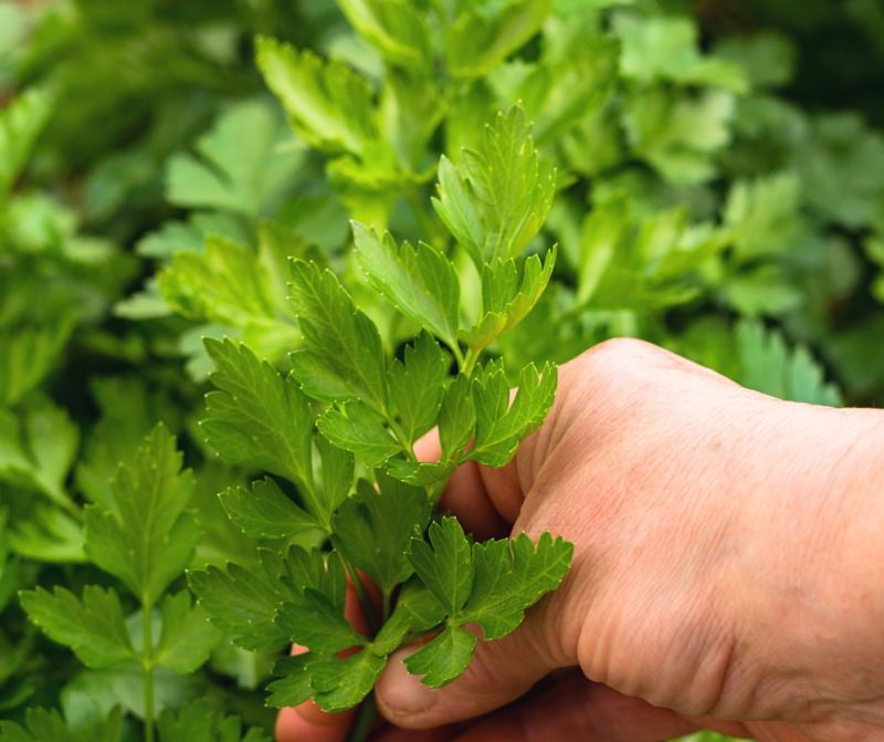 Grow Fresh Parsley For The Kitchen