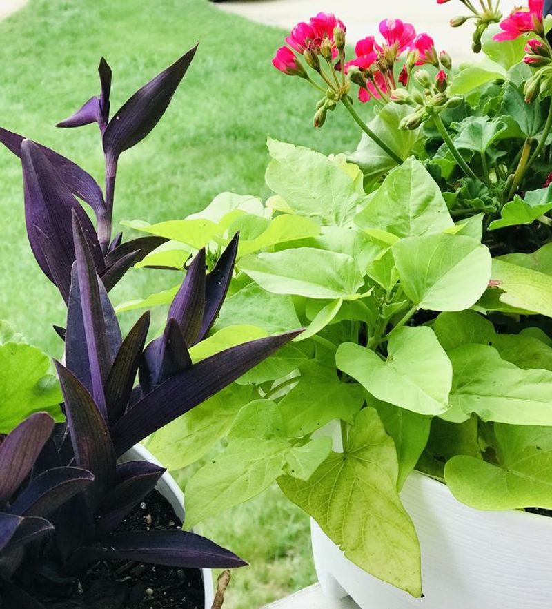 Trailing Growth Blends Easily Alongside Sweet Potato Vine
