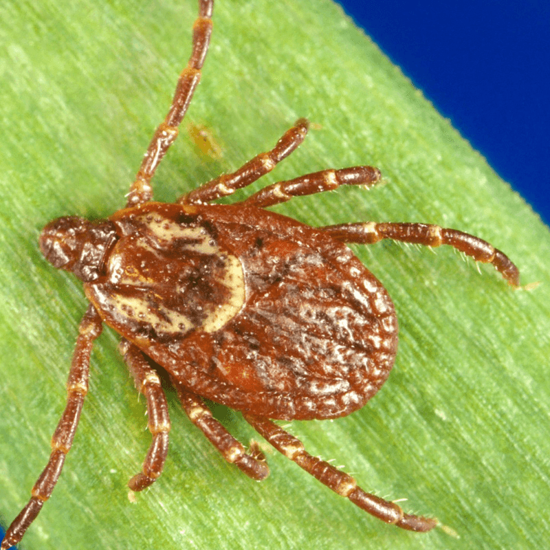 Take Early Tick Risks Seriously