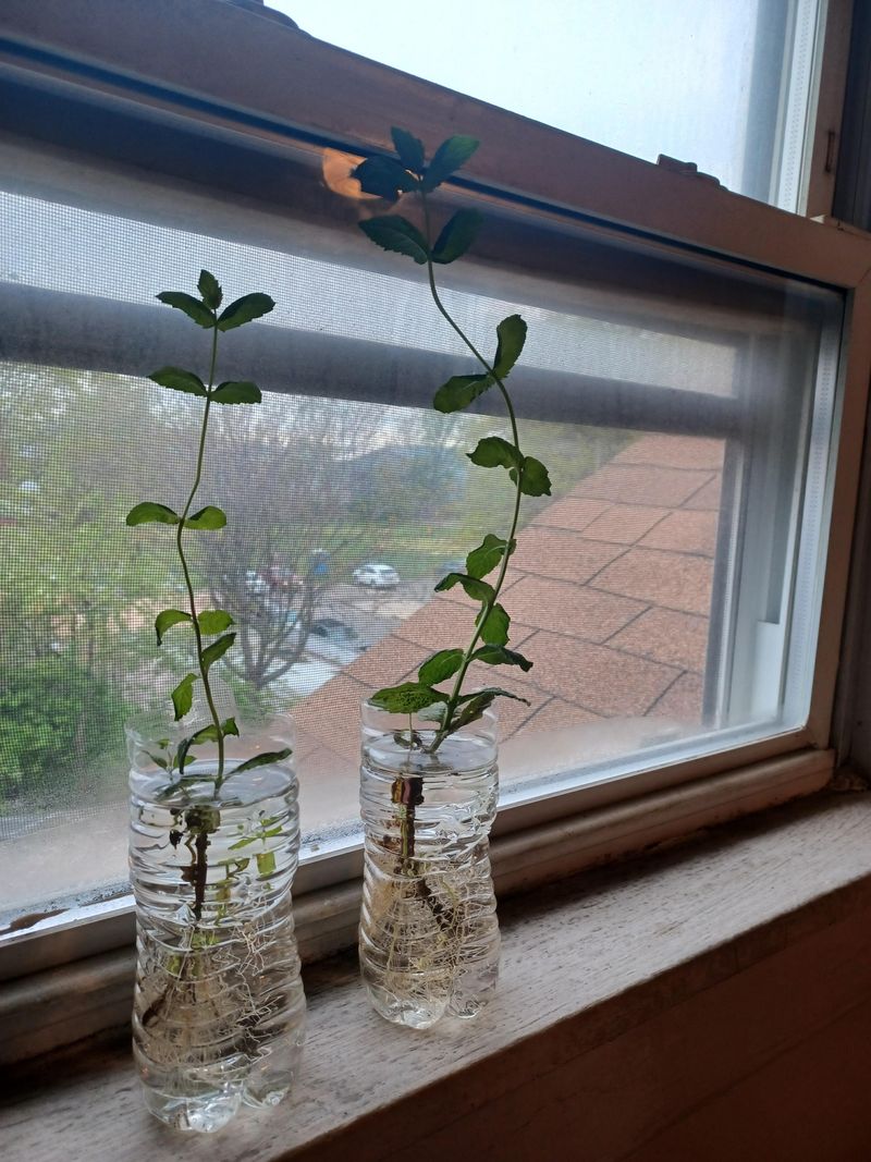 Avoiding The Small Mistakes That Slow Mint Growth