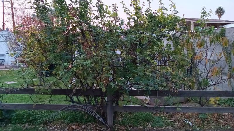 Remove Weak Or Crossing Canes To Improve Structure