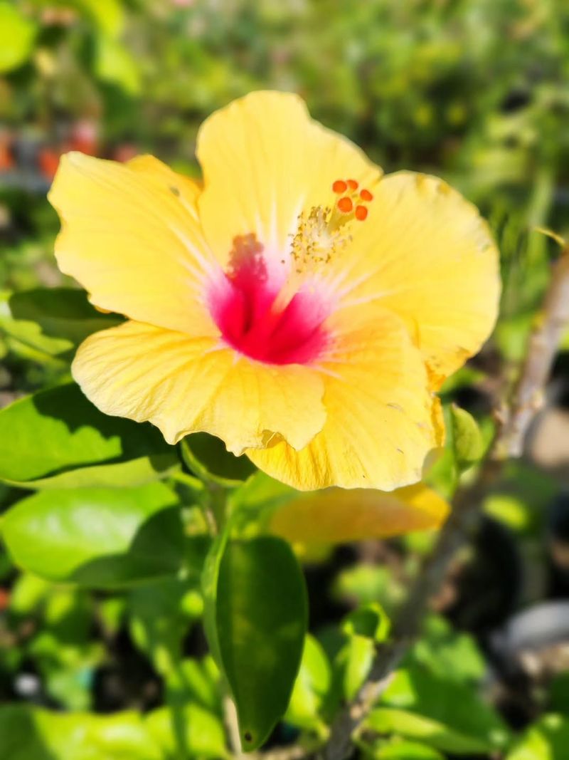 Hibiscus Delivers Bold Tropical Blooms