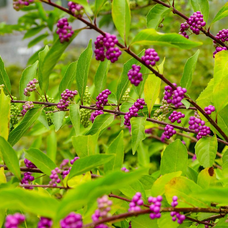 Beautyberry Benefits From A Hard Late Winter Cutback