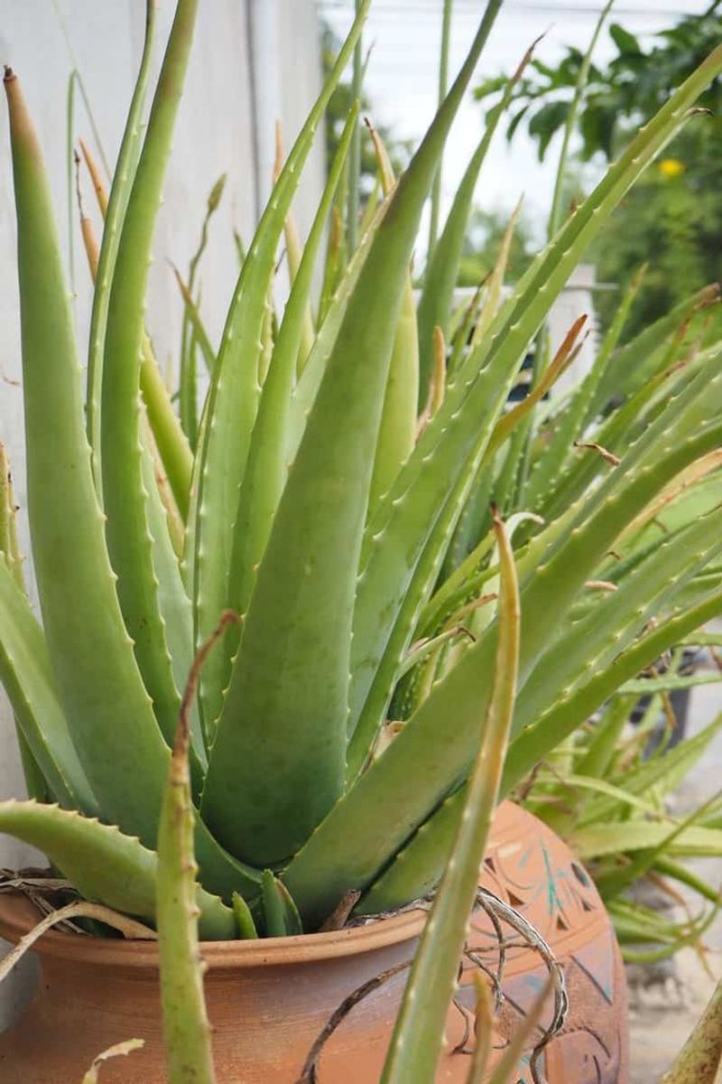 Aloe Vera Handles Sunny Patios With Minimal Fuss