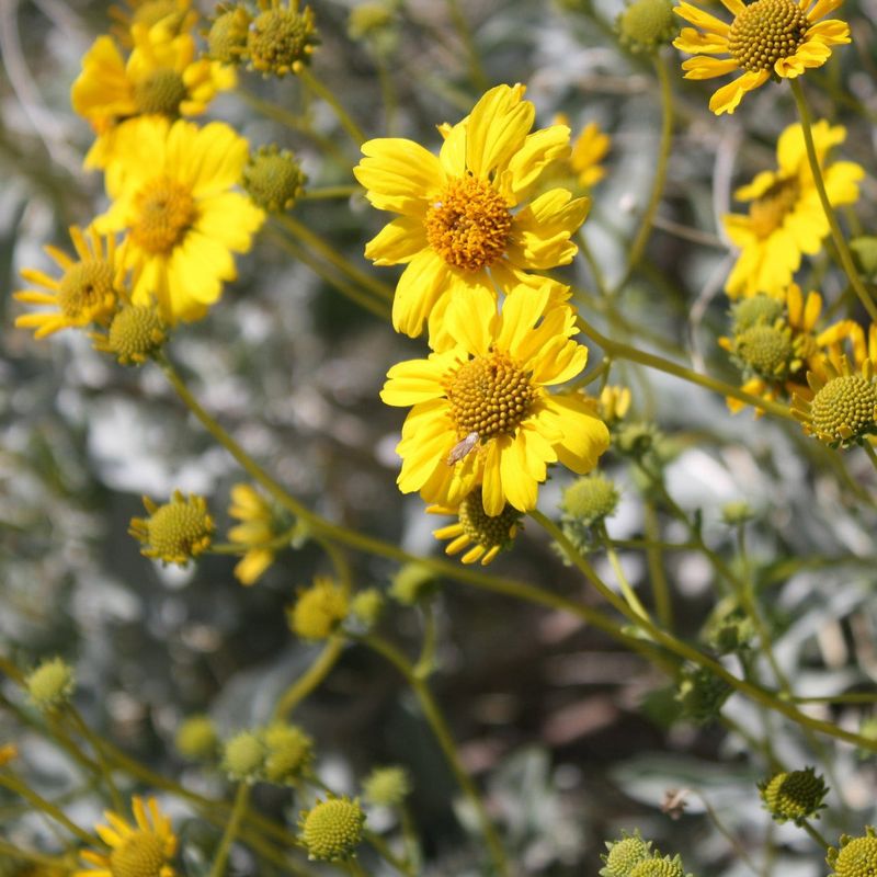 Brittlebush Reflects Sunlight And Thrives In Full Sun