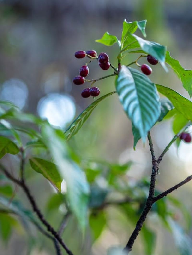Wild Coffee Brings Life To Shaded Spaces