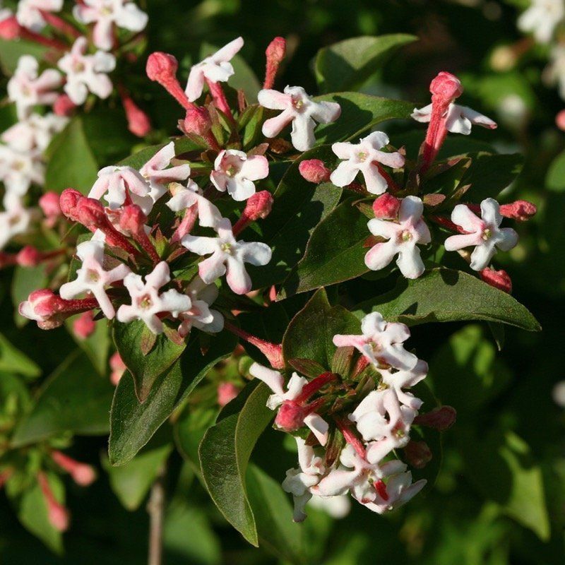 Sweet Emotion® Abelia Fills Florida Yards With Fragrance