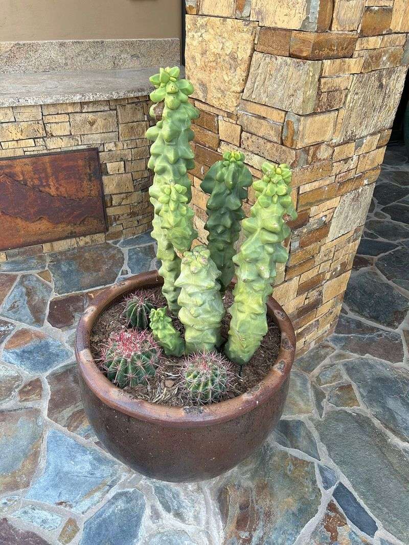 Totem Pole Cactus Stands Tall In Reflective Patio Heat