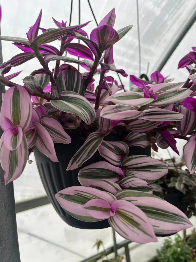 Hanging Pots Create The Best Spill Effect