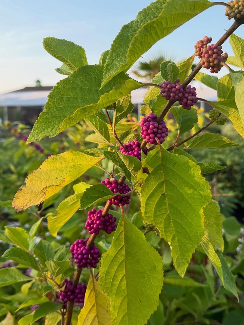 American Beautyberry