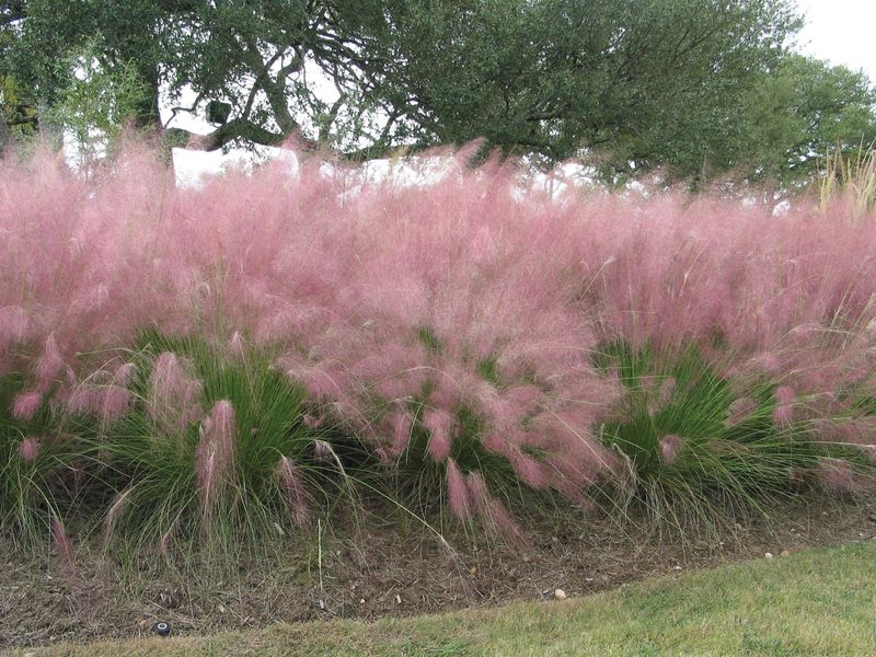 Gulf Coast Muhly