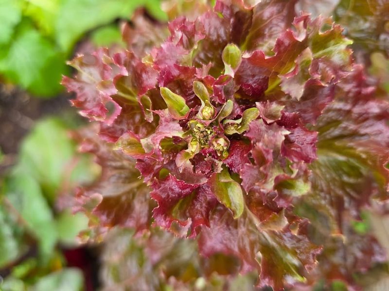 Plants Show Signs Of Bolting Soon