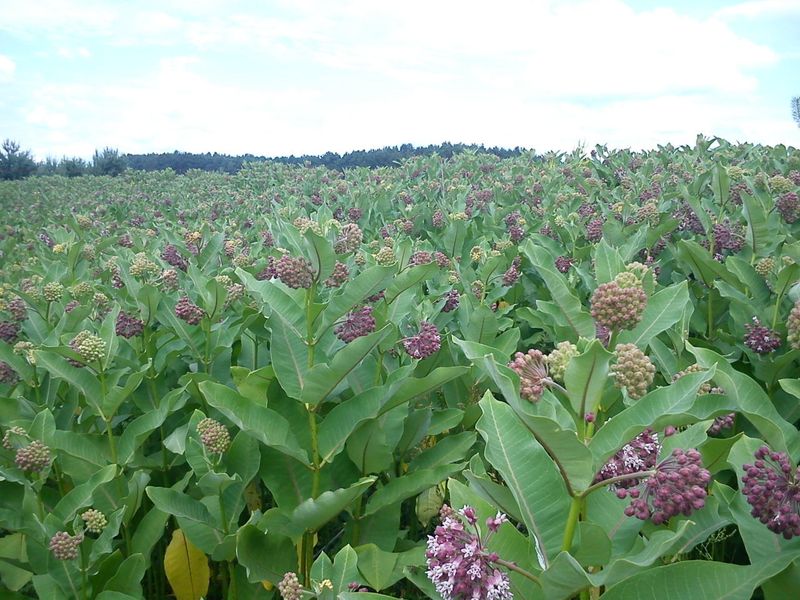 A Quiet Giant Of Forgotten Meadows