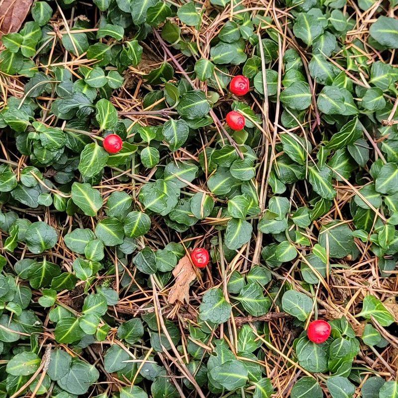 Partridgeberry Forms A Low Groundcover In Quiet Oak Shade