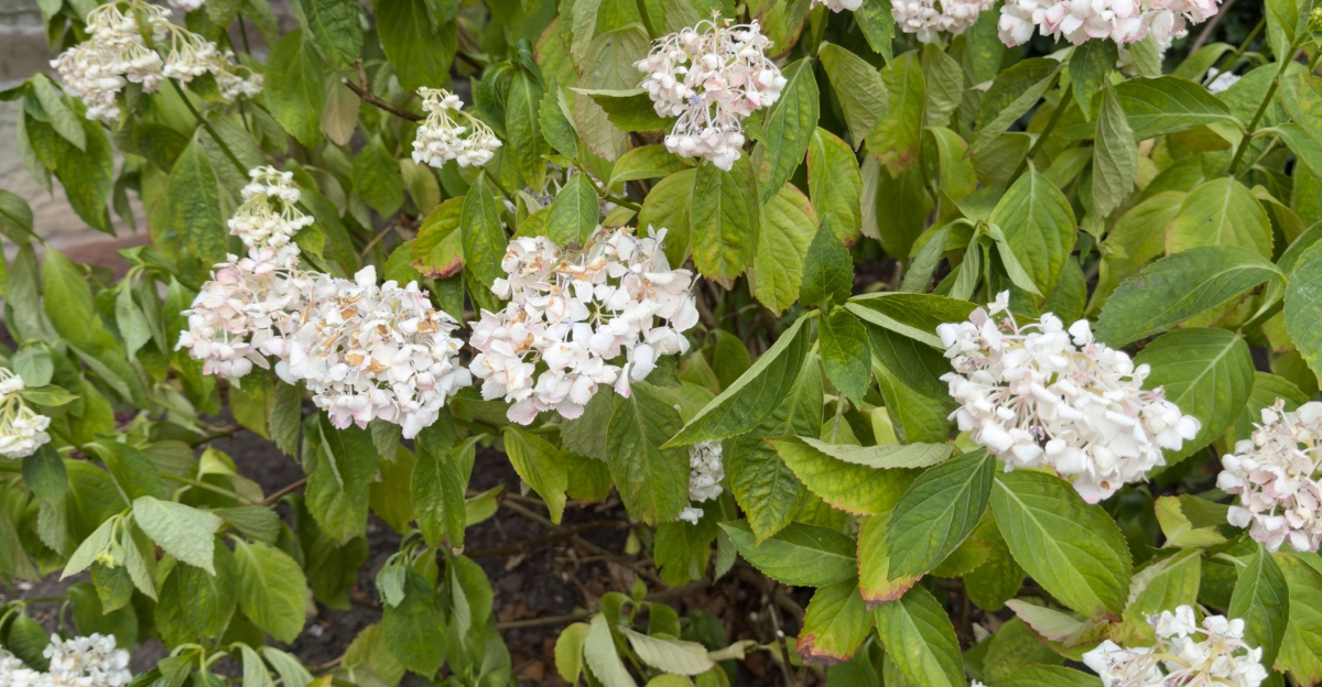 wilting hydrangea plant