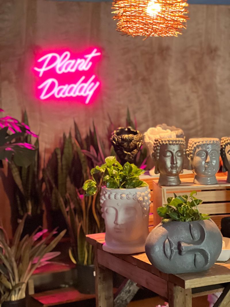 Plant Daddy: Modern Indoor Blooms That Thrive