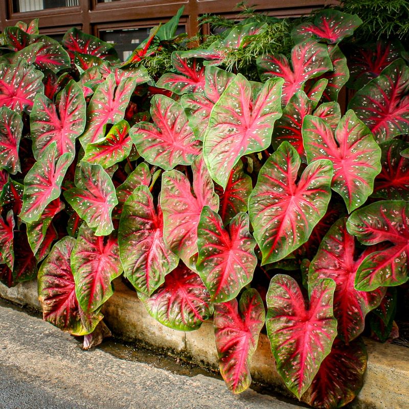 Red Flash Creates Vibrant Splashes In Shady Corners