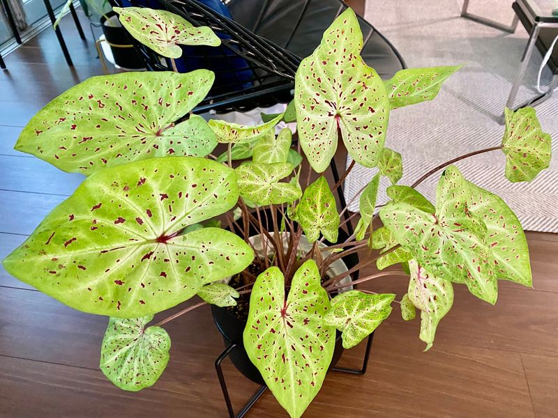 Miss Muffet Pops With Spotted Lime