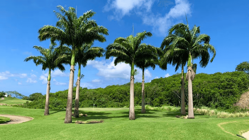 Royal Palm Defines The Iconic South Florida Skyline