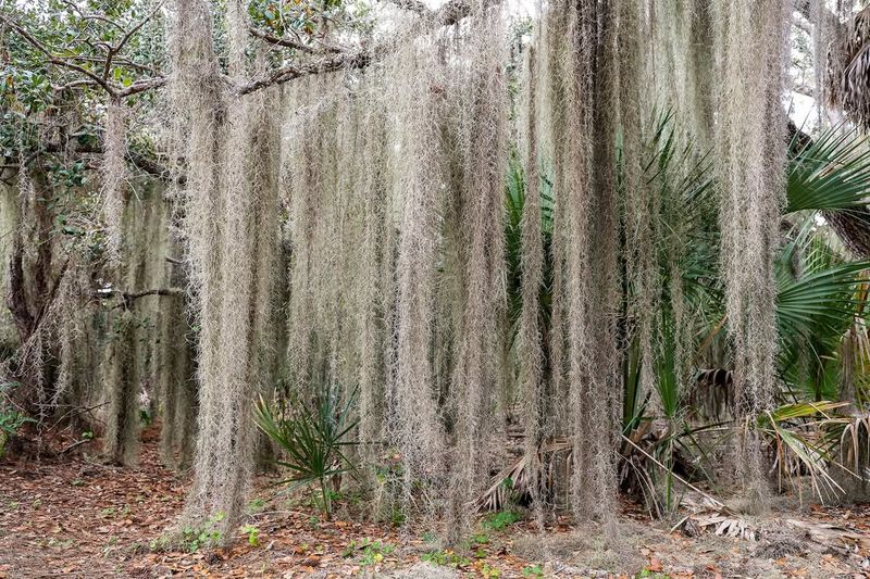 Spanish Moss Creates Ghostly Forest Scenes