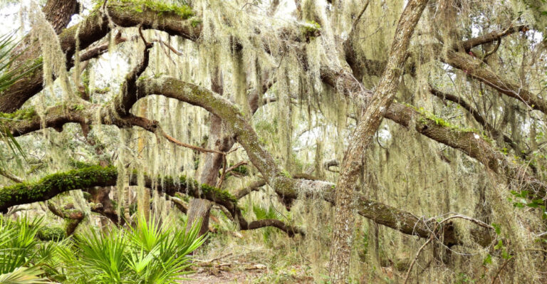 Spanish moss around oak tree