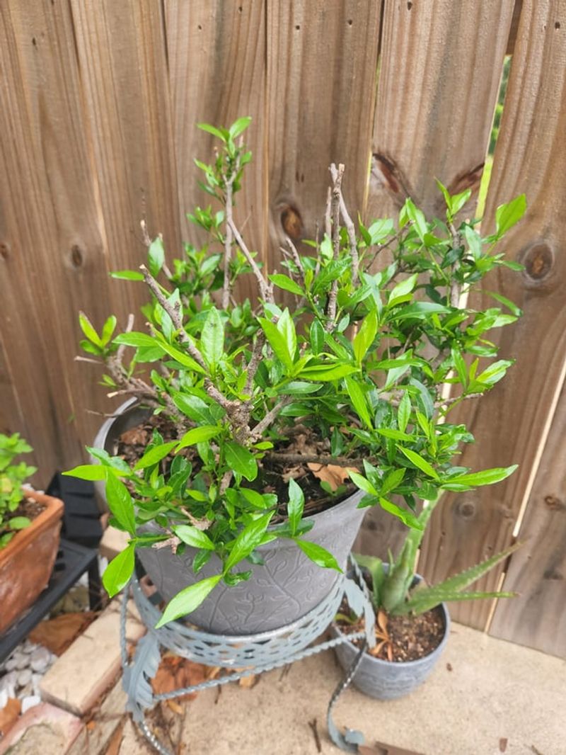 Warm-Season Growth Suffers If Gardenias Are Pruned Too Early