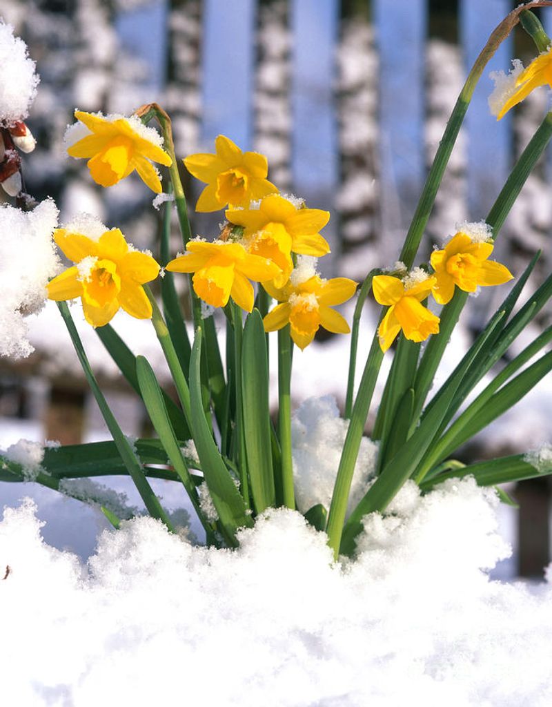 Brief Snow Events Rarely Stop Blooming