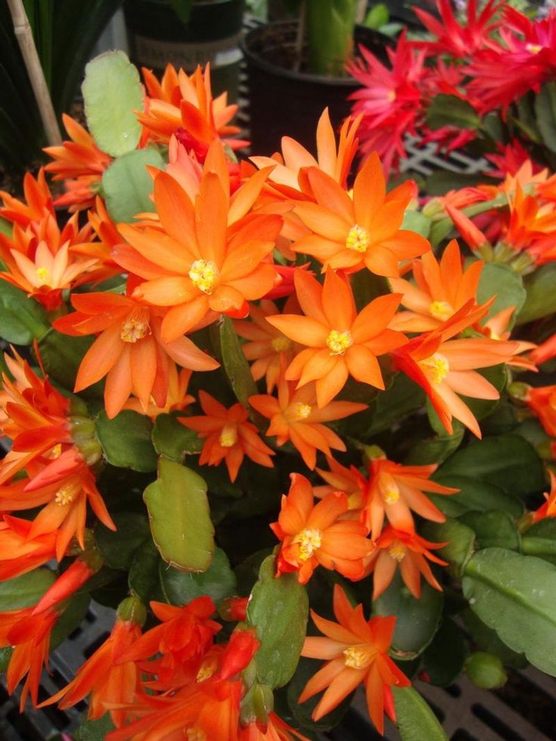 Nighttime Temperatures Stay Above Freezing