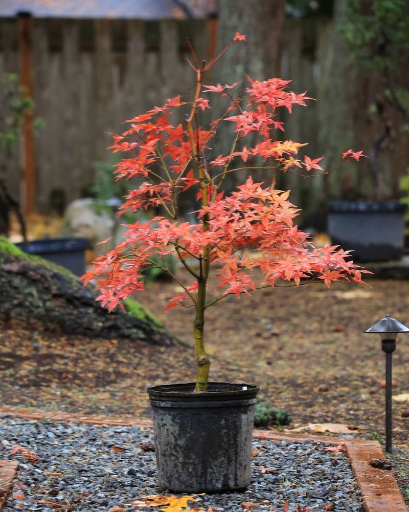 Japanese maple (Acer palmatum)