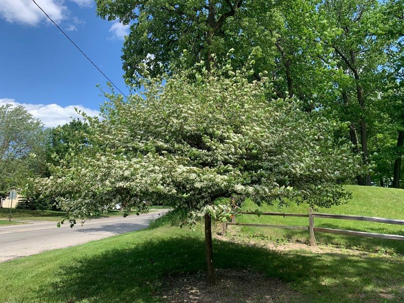 Hawthorn Provides Dense Shade And Wildlife Habitat
