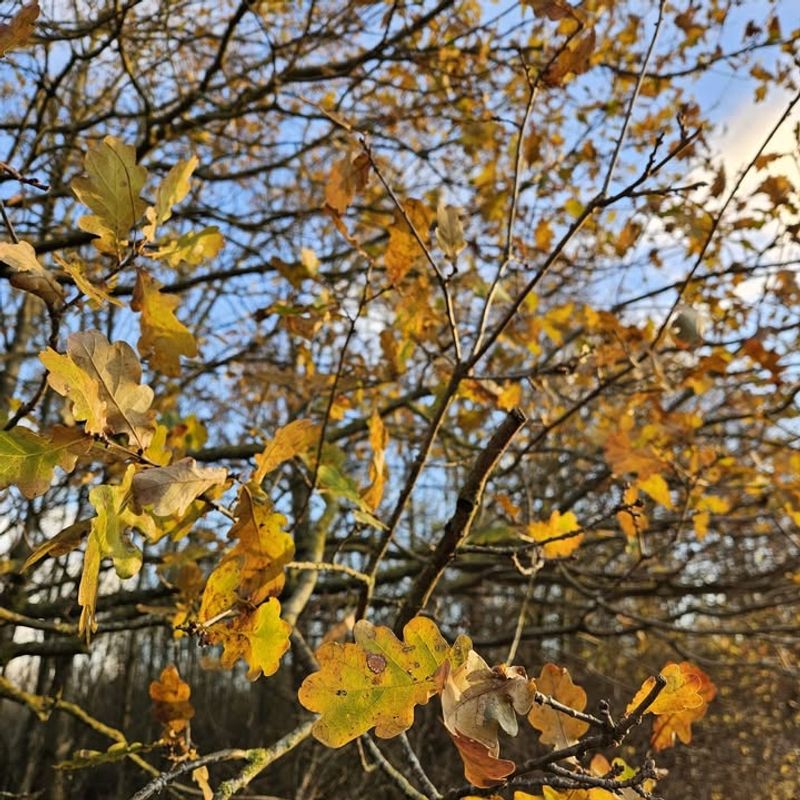 Field Maple Build Compact Shade Without Bulk