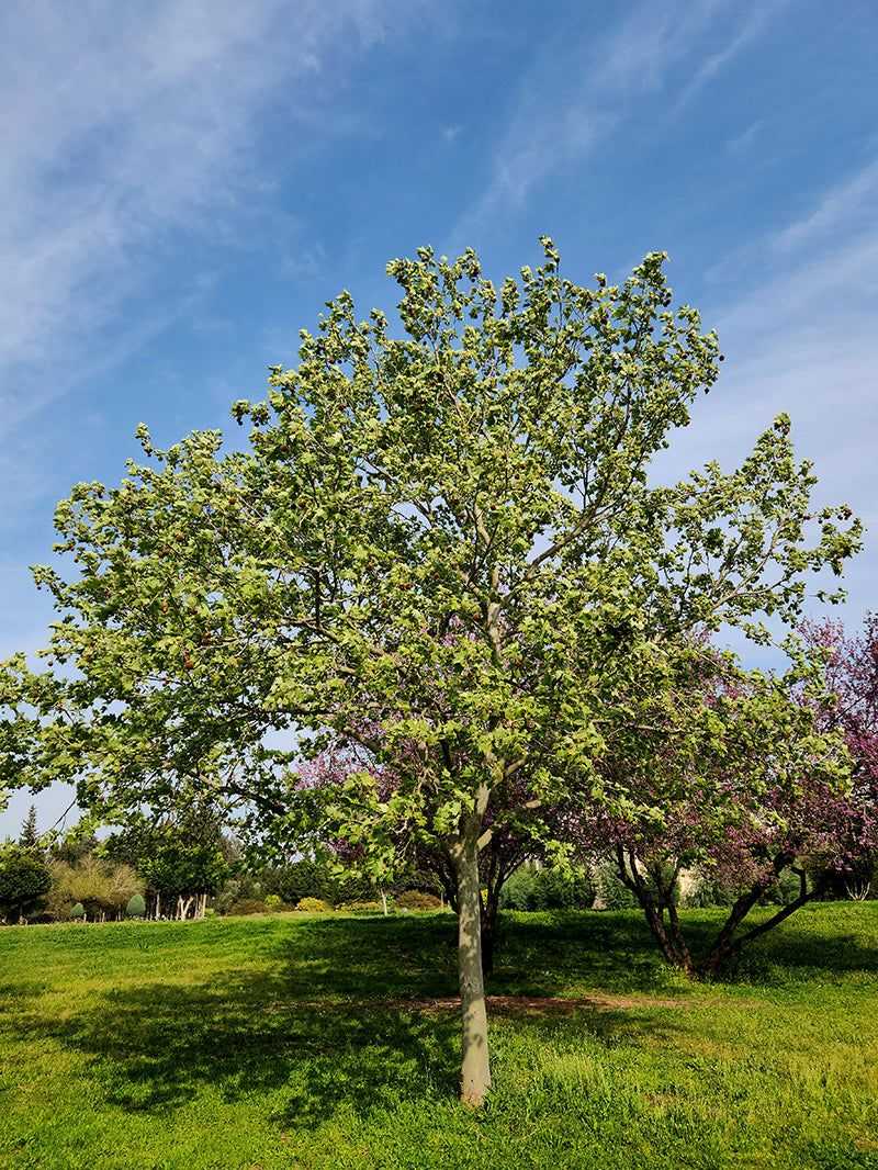 American Sycamore
