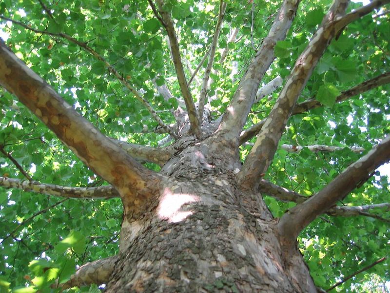 American Sycamore Is Made For Open Spaces