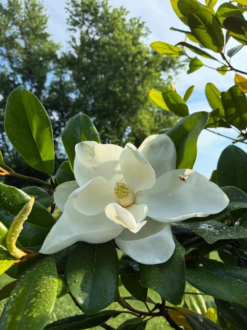 Southern Magnolia (Magnolia Grandiflora)