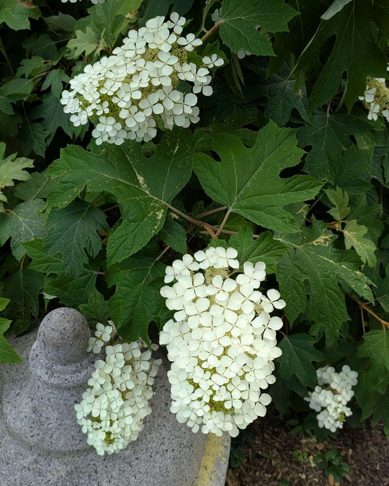 Oakleaf Hydrangea Brings Big White Clusters To Shade and Sun