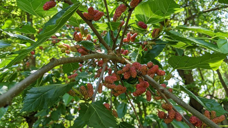 Red Mulberry Trees Birds Flock To For Sweet Fruit