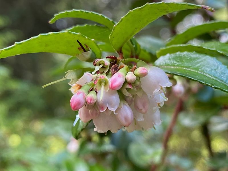 Evergreen Huckleberry (Vaccinium ovatum)