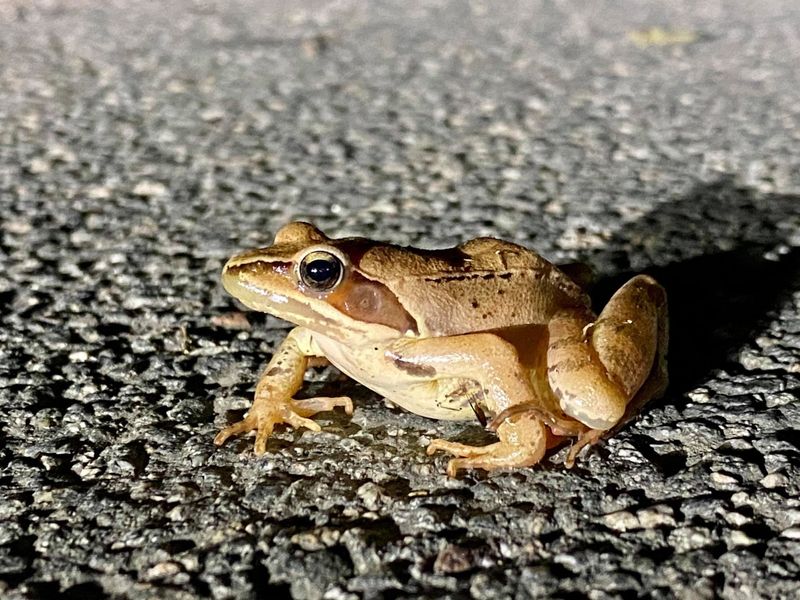 Michigan's Great Lakes Moderate Early Temperature Swings