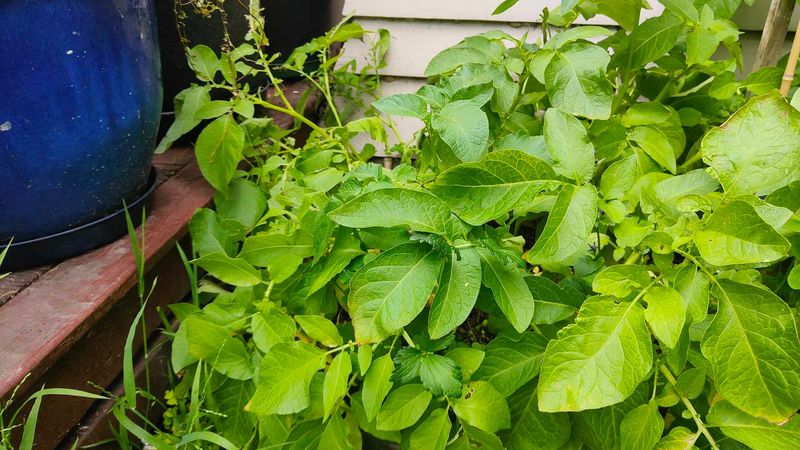 Foliage Yellowing Means Harvest Time Is Near