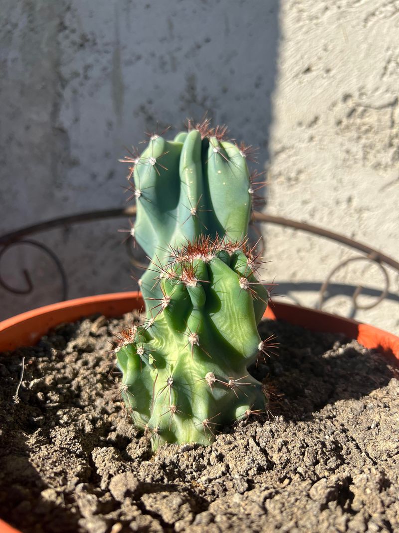 Watch For Soft Overgrown Growth As A Sign Of Overfertilizing