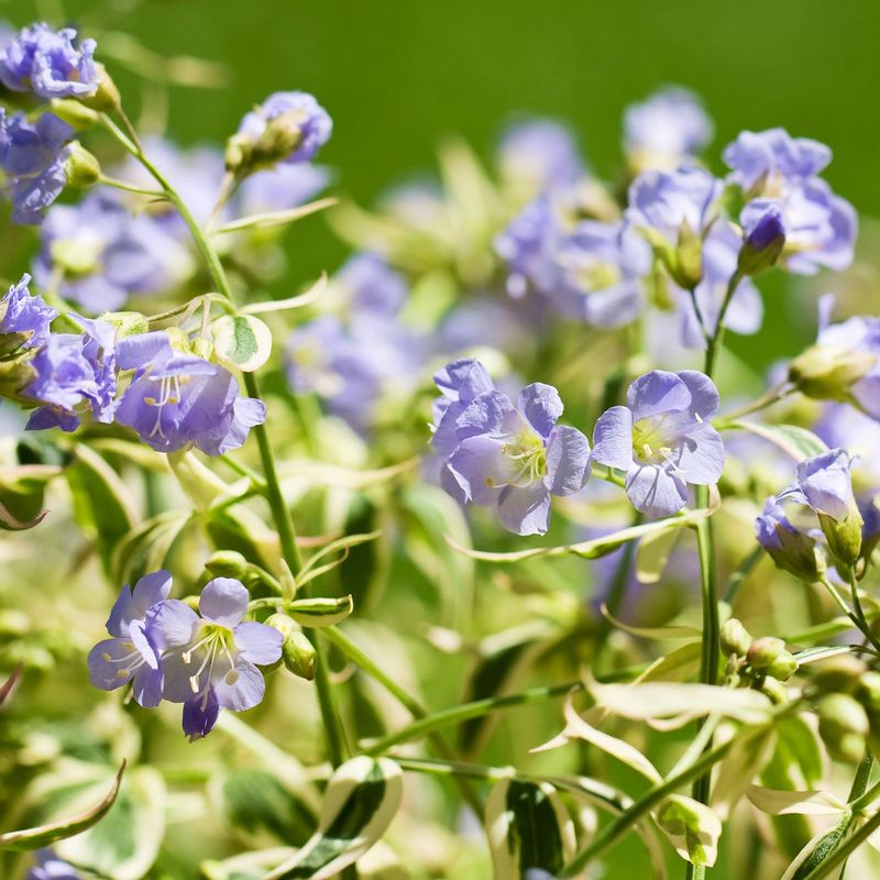 Jacob's Ladder Shows Off Blue Ladder-Shaped Flowers